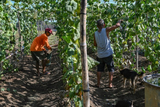 Filipino farmers struggle as drought and heatwave hits