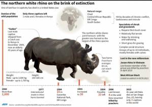 Rare white rhino dies in US.jpg