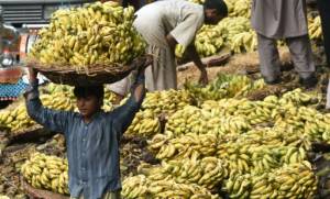Bananas may help detect, cure skin cancer.jpg