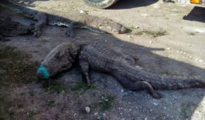 124 crocodiles suffocate in Mexico truck trip.jpg