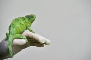 afp_cameleon.jpg afp_cameleon.jpg