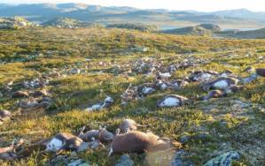 More than 300 reindeer killed by lightning in Norway.jpg