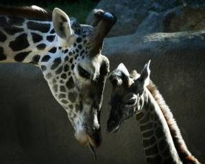 Giraffes 'threatened with extinction'.jpg