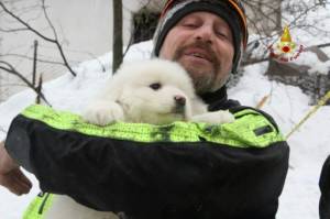 Puppies found in Italy avalanche hotel boost hope for survivors.jpg