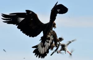 Born killers French army grooms eagles to down drones.jpg