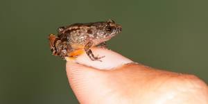Scientists find four new miniature frog species in India.jpg