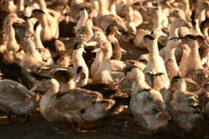 Duck cull hits French foie gras production.jpg