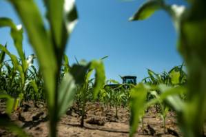Mexico threatens to ditch US corn imports.jpg
