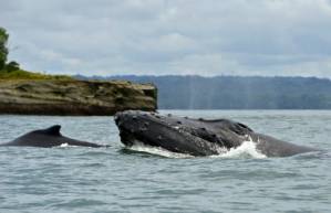 Baby whales 'whisper' to mothers to avoid predators.jpg