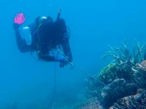 Vinegar offers hope in Barrier Reef starfish battle.jpg Vinegar offers hope in Barrier Reef starfish battle.jpg