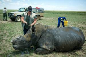 Online rhino horn auction set to open in South Africa.jpg