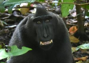 No more monkeying around 'monkey selfie' case settled.jpg