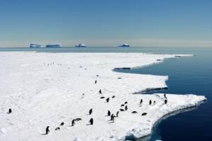 Drive for giant new marine sanctuary in Antarctica.jpg