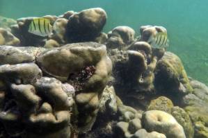 Survival of coral reefs depends on pollution cuts.jpg