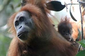 Newly discovered orangutan species is most endangered great ape.jpg