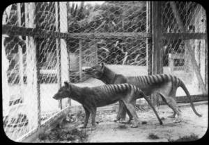 Tasmanian tiger doomed long before humans came along.jpg