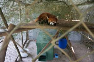 'Kung Fu' red pandas settle into new Laos sanctuary.jpg