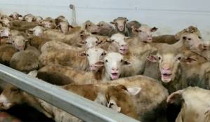 Australia restricts live sheep exports after shocking treatment.jpg