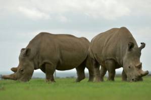 Scientists create embryos, hope to save near-extinct rhino.jpg