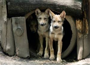 Eight wolf cubs the star attraction at Mexico City zoo.jpg