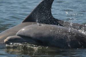 'Devastating' dolphin loss in Florida red tide disaster.jpg