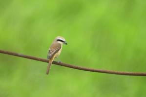 Head-turning violence helps tiny songbirds kill big prey study.jpg