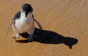 58 Australian fairy penguins slaughtered in suspected dog attack.jpg