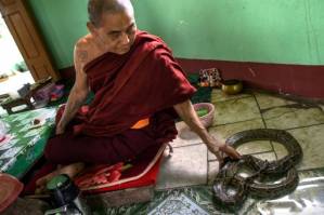 Myanmar Buddhist temple now a nirvana for snakes.jpg