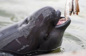Smiling at danger, China’s finless porpoise fights to survive.jpg