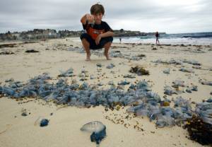 Thousands stung in Australian jellyfish 'invasion'.jpg