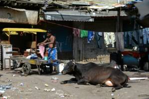 Delhi cows and elderly to moo-ve in together.jpg