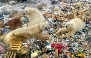 Russia's Arctic plans add to polar bears' climate woes.jpg