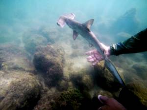 Hammerhead shark refuge found in Galapagos.jpg
