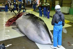 Japan fisherman catch first whales as commercial hunts resume.jpg