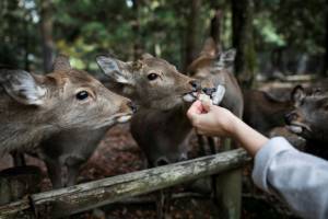 Nine deer dead in Japan after eating plastic.jpg