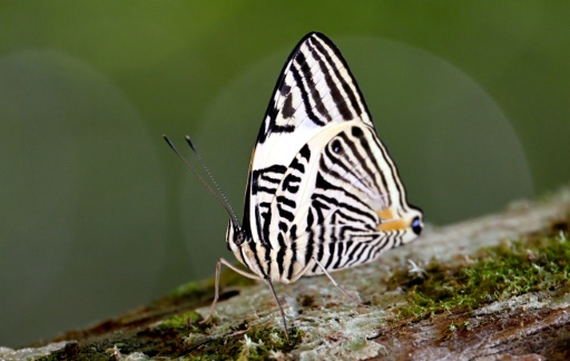 In Ecuadoran Amazon, butterflies provide a gauge of climate change