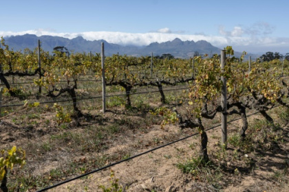 Wine growers 'on tip of Africa' race to adapt to climate change.jpg