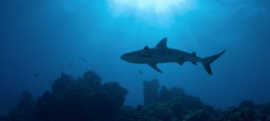 Shark attacks: a greater cause for concern?