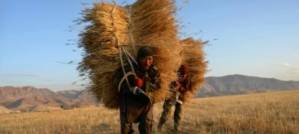 World food prices post largest drop in seven years World food prices post largest drop in seven years