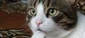 What are the benefits of having pets? What are the benefits of having pets?