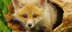 Urban foxes Urban foxes