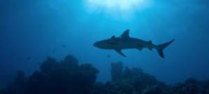 Shark attacks: a greater cause for concern?