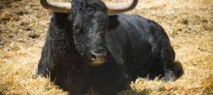 Bullfighting banned in Catalonia Bullfighting banned in Catalonia