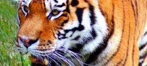 Tiger on the loose in South Africa Tiger on the loose in South Africa