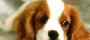 Will China Ban Eating Cats And Dogs ? Will China Ban Eating Cats And Dogs ?