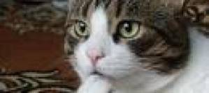 How Cats Exploit Humans. How Cats Exploit Humans.