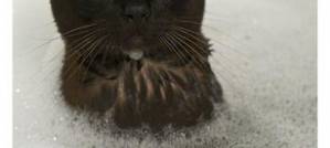 Are Cats Stupid? Are Cats Stupid?