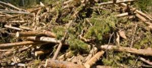 Crunch time for forests and climate change. Crunch time for forests and climate change.