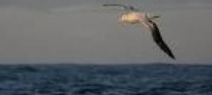 Good news in Africa: Saving Seabirds Good news in Africa: Saving Seabirds