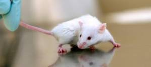 A Real Mouse Tale A Real Mouse Tale